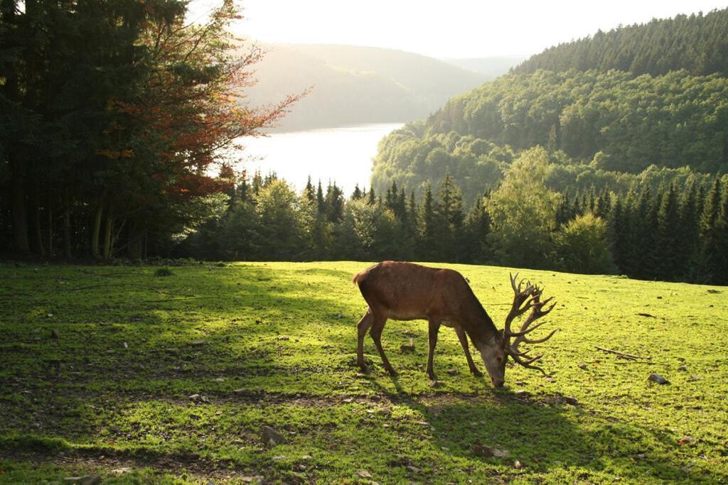 Moderne Ferienwohnung Im Herzen Des Nationalparks Hellenthal Eksteriør bilde